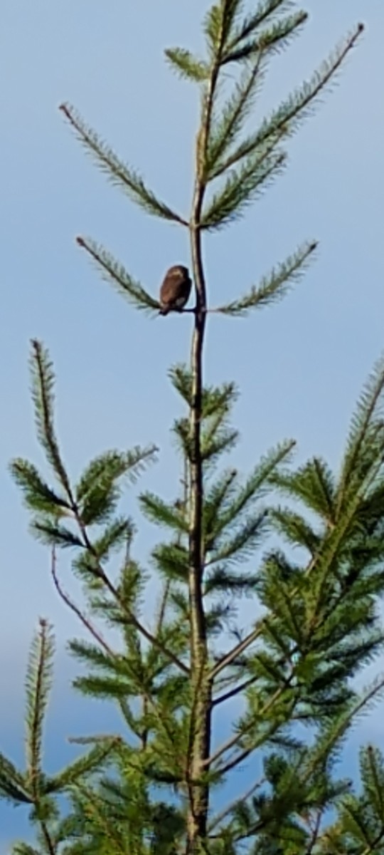Northern Pygmy-Owl - ML645592419
