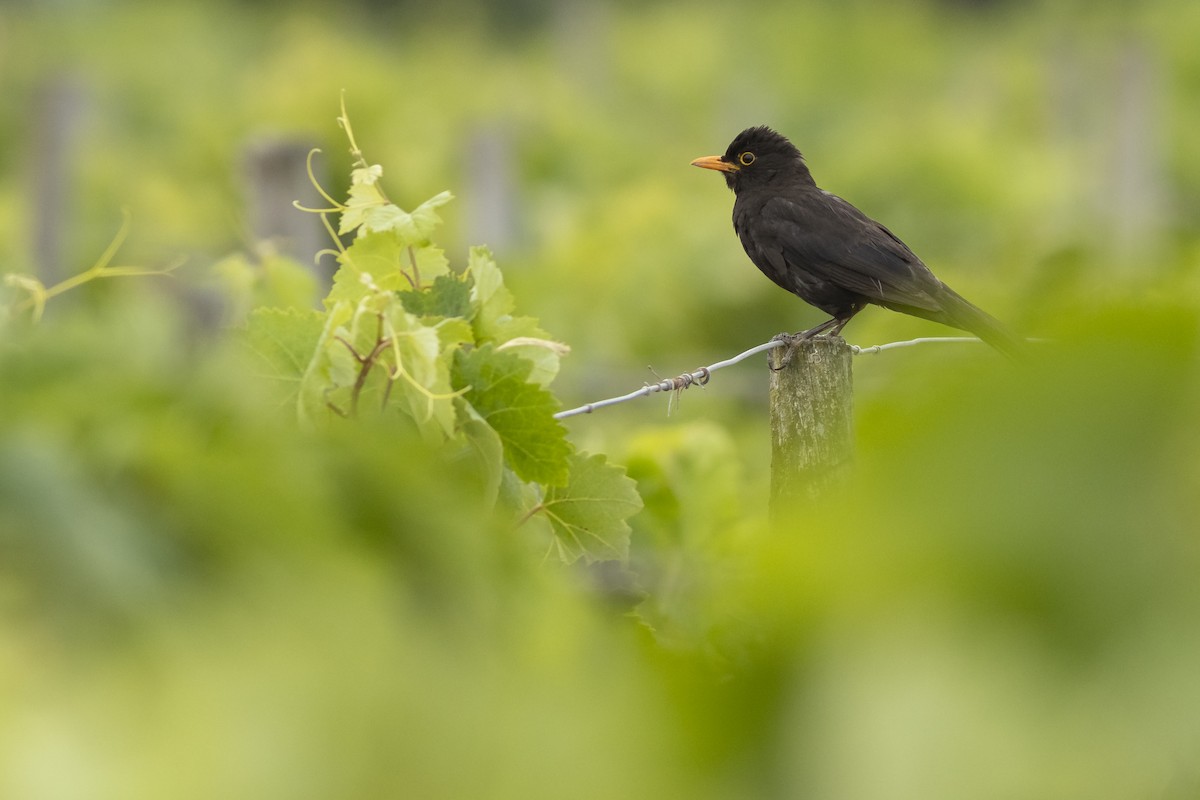 Eurasian Blackbird - ML645592427
