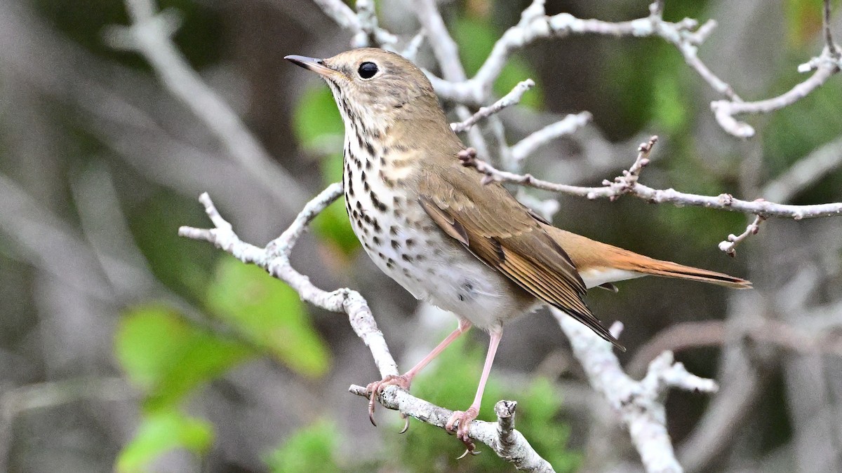 Hermit Thrush - ML645592429
