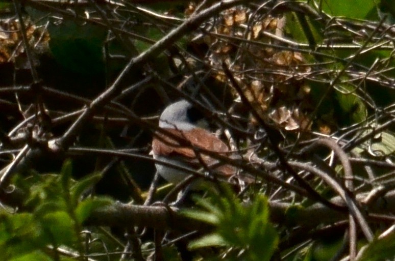 Tiger Shrike - ML645592440