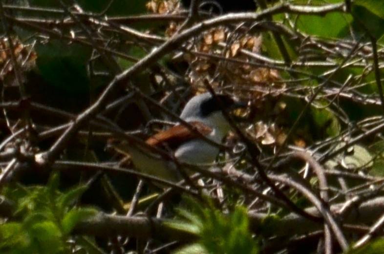 Tiger Shrike - ML645592441