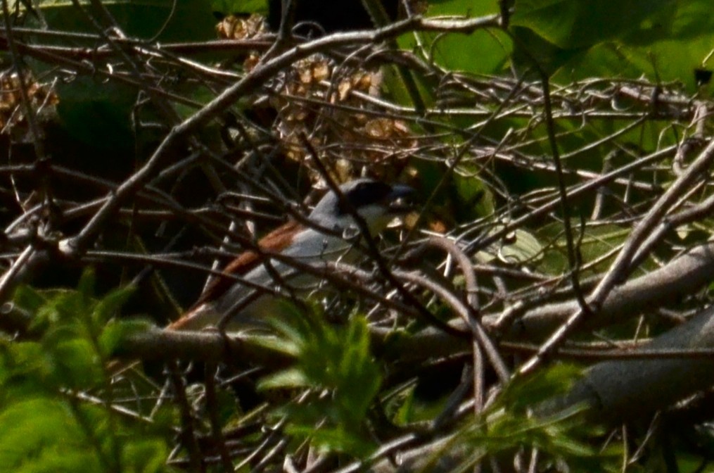 Tiger Shrike - ML645592442