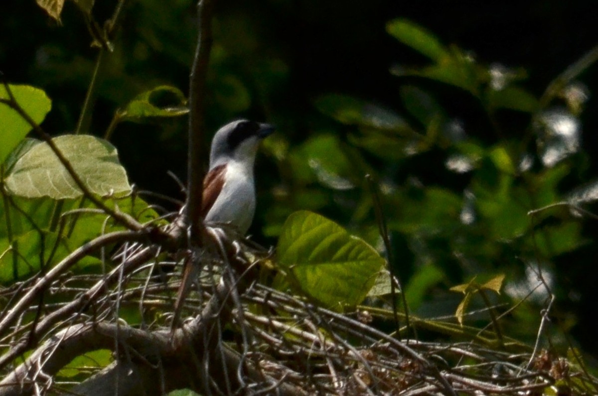 Tiger Shrike - ML645592443