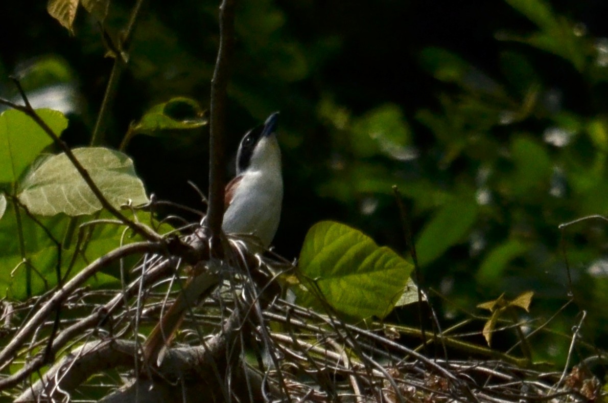 Tiger Shrike - ML645592444