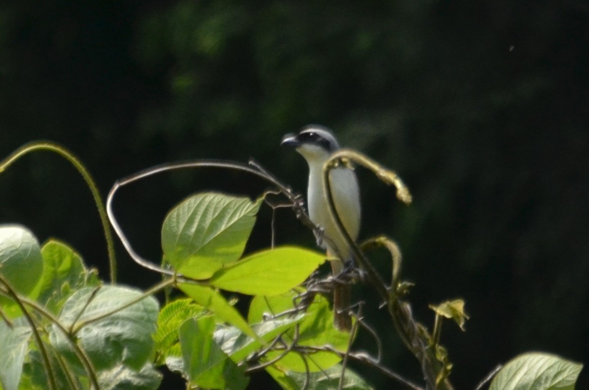 Tiger Shrike - ML645592445