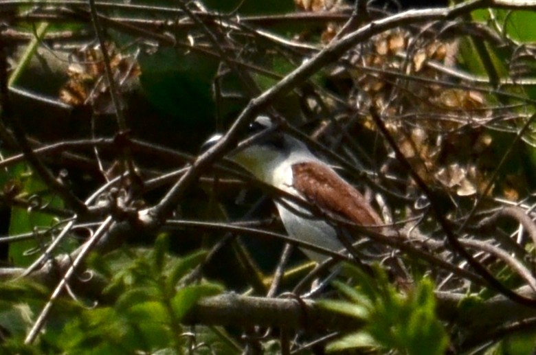 Tiger Shrike - ML645592446