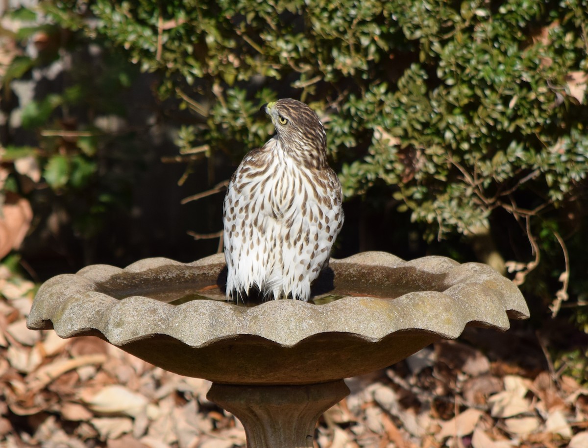 Cooper's Hawk - ML645592447