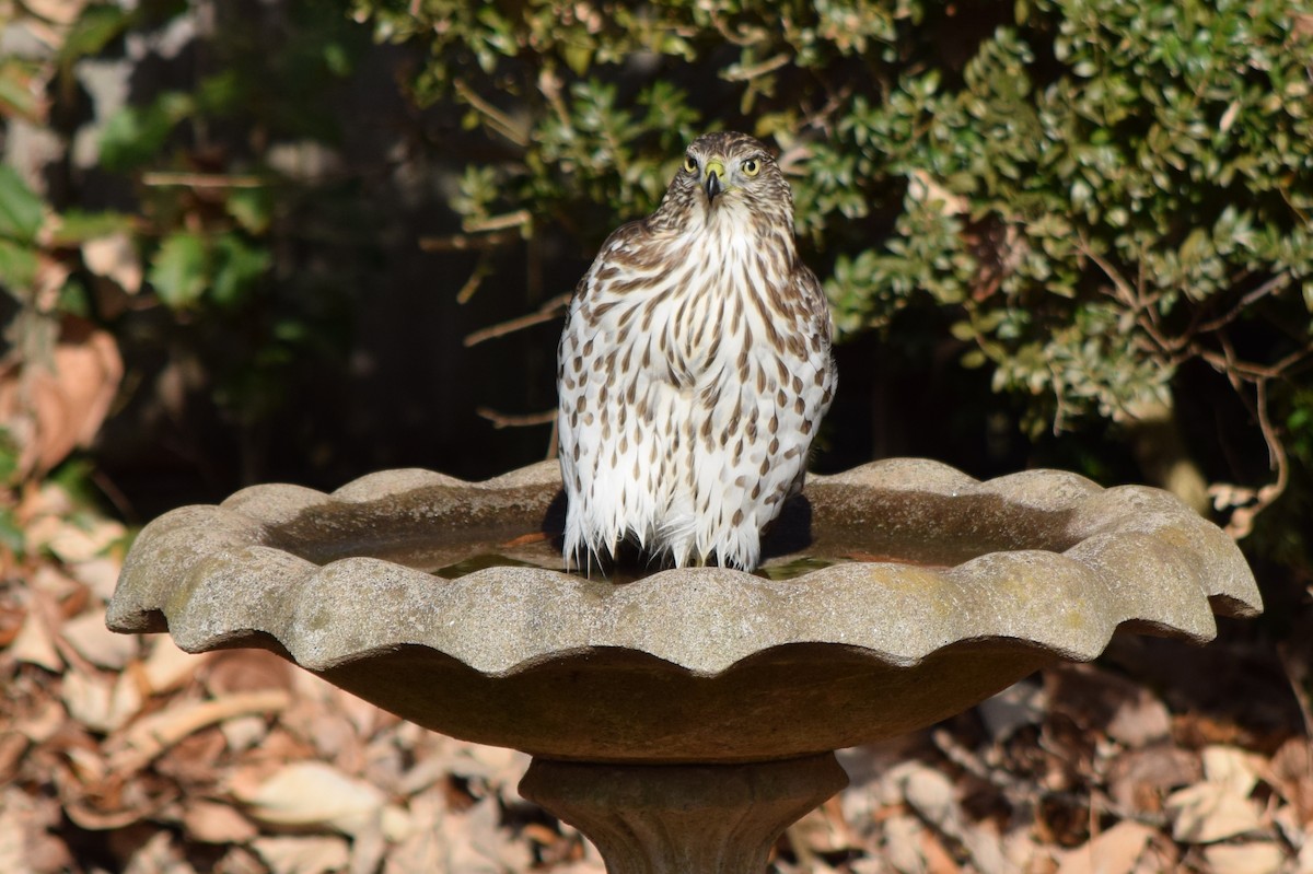 Cooper's Hawk - ML645592448
