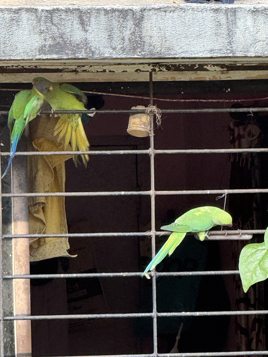 Rose-ringed Parakeet - ML645592449
