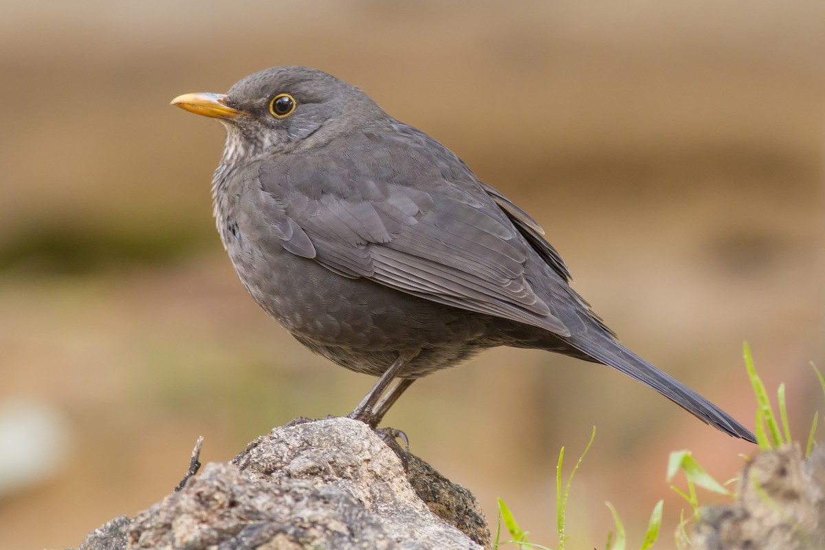 Eurasian Blackbird - ML645592451