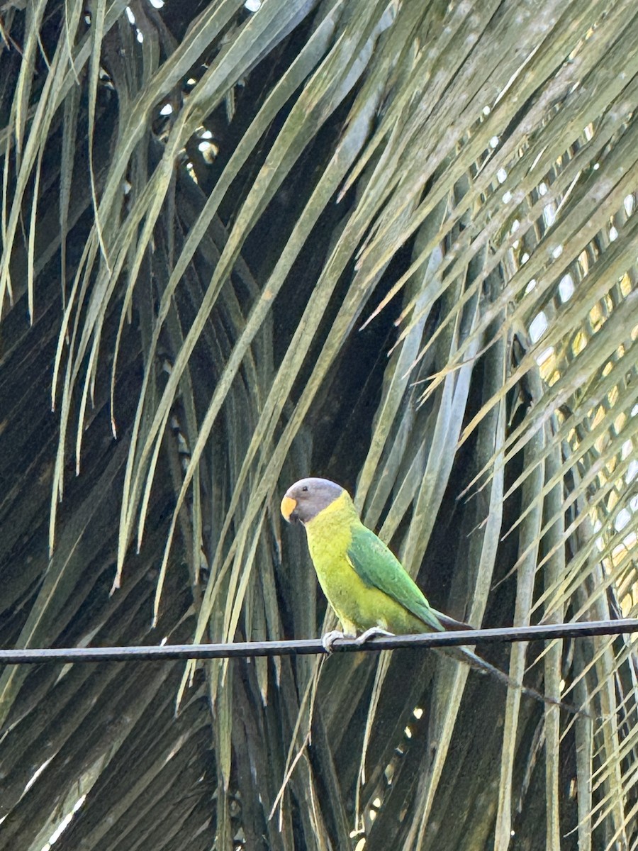 Plum-headed Parakeet - ML645592455