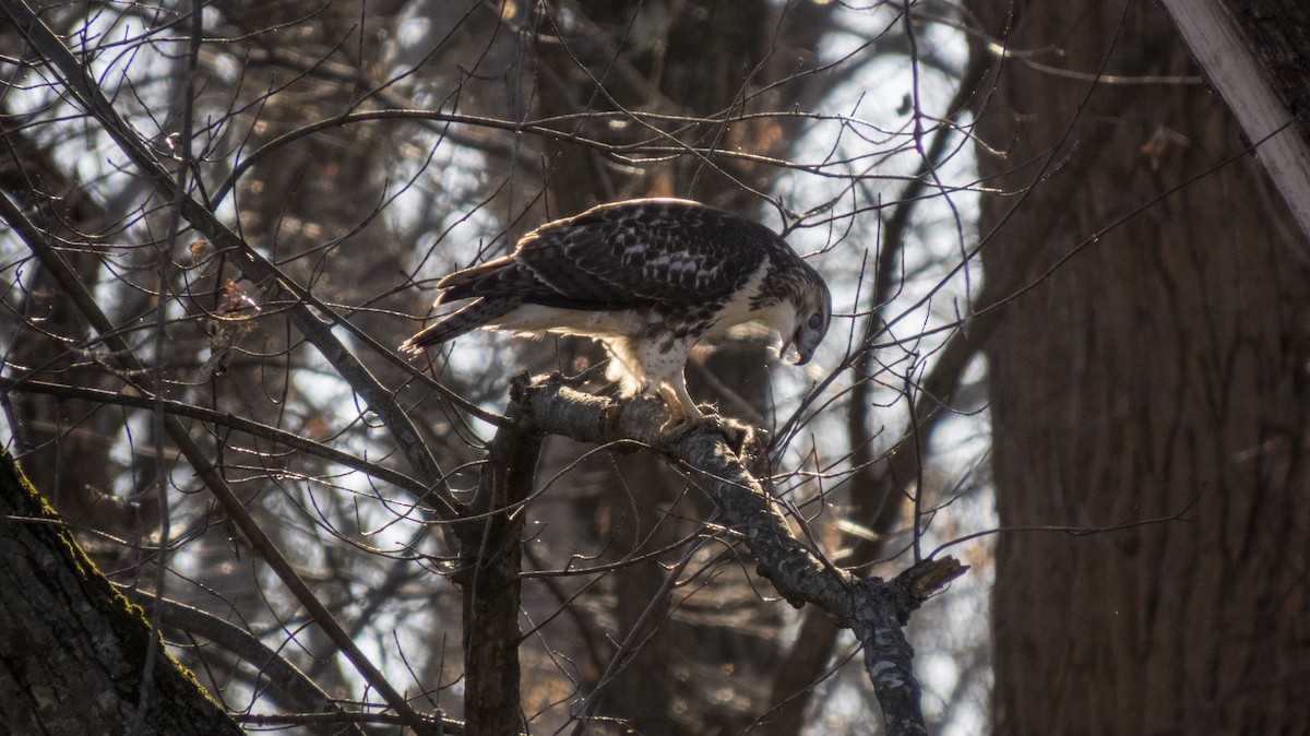 Red-tailed Hawk (borealis) - ML645592457
