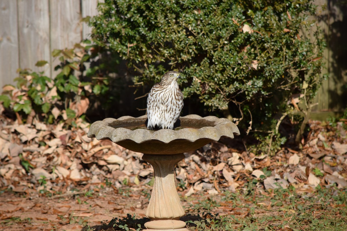 Cooper's Hawk - ML645592458