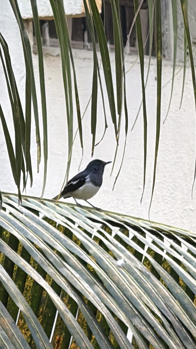 Oriental Magpie-Robin - ML645592462