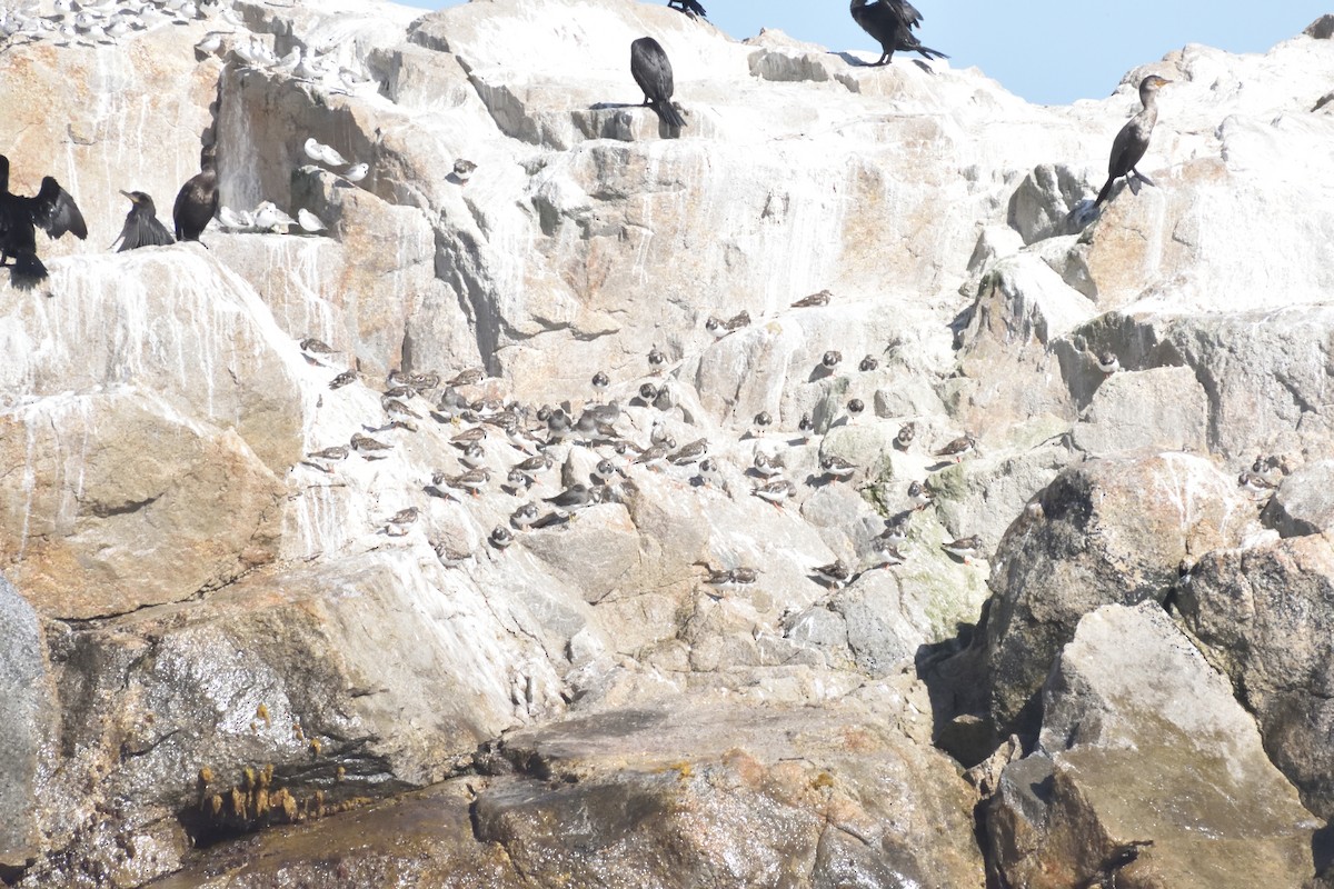 Surfbird - ML645592466