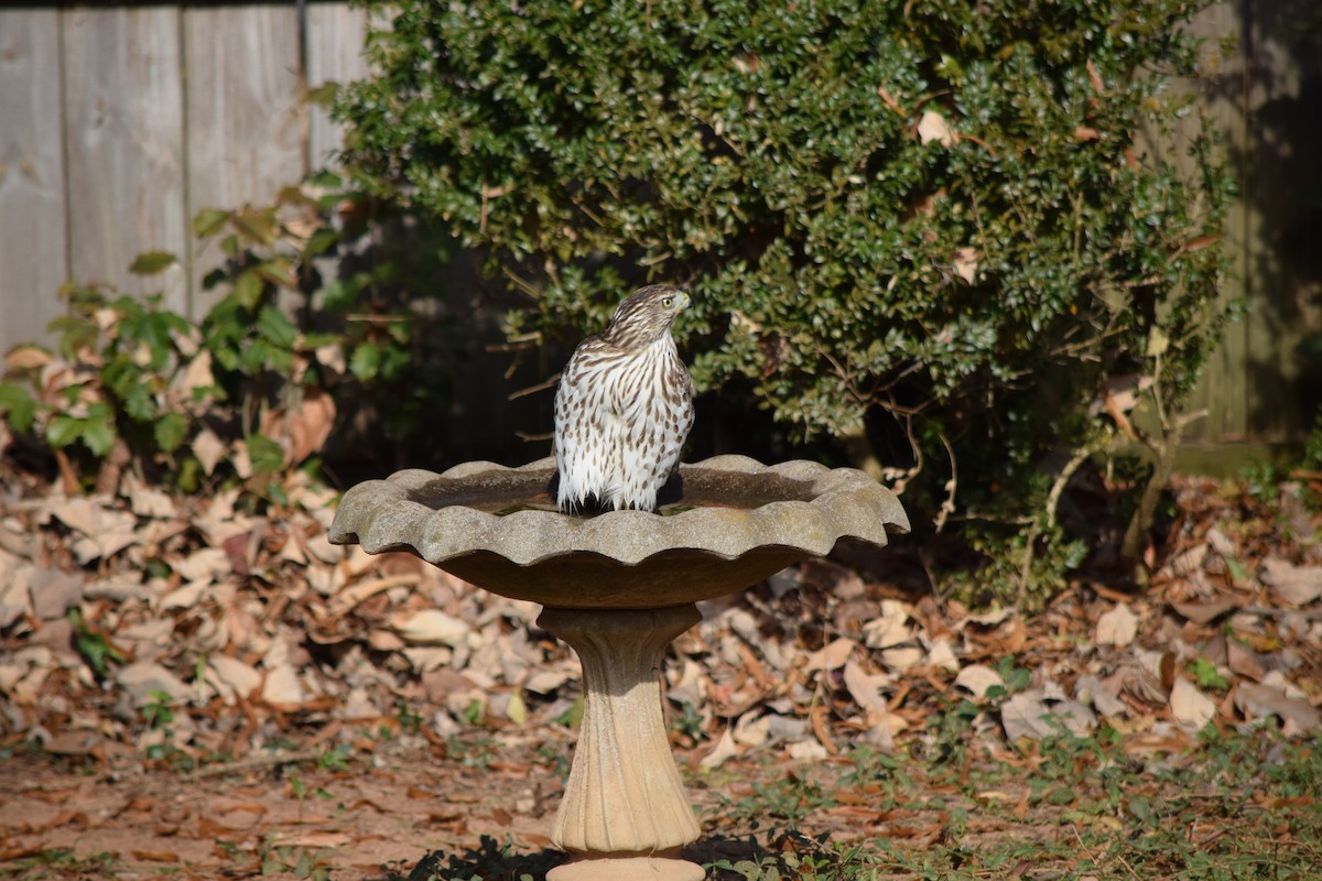 Cooper's Hawk - ML645592467