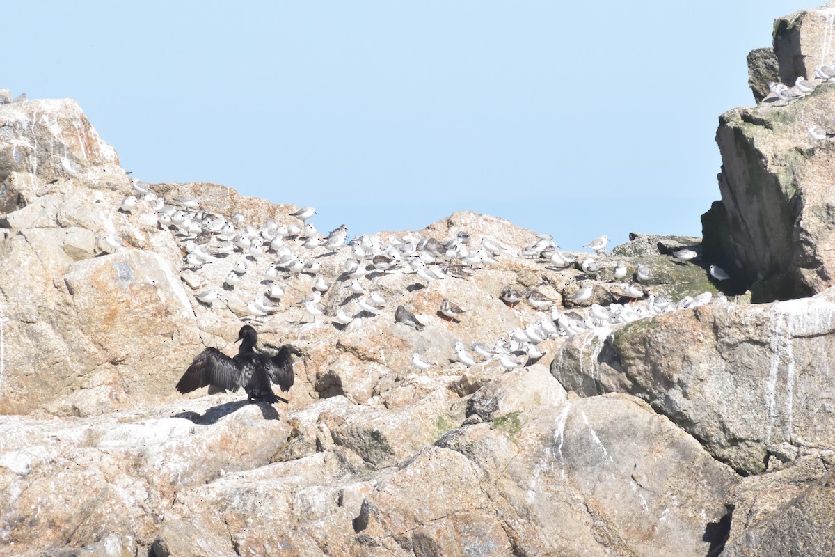 Surfbird - ML645592471