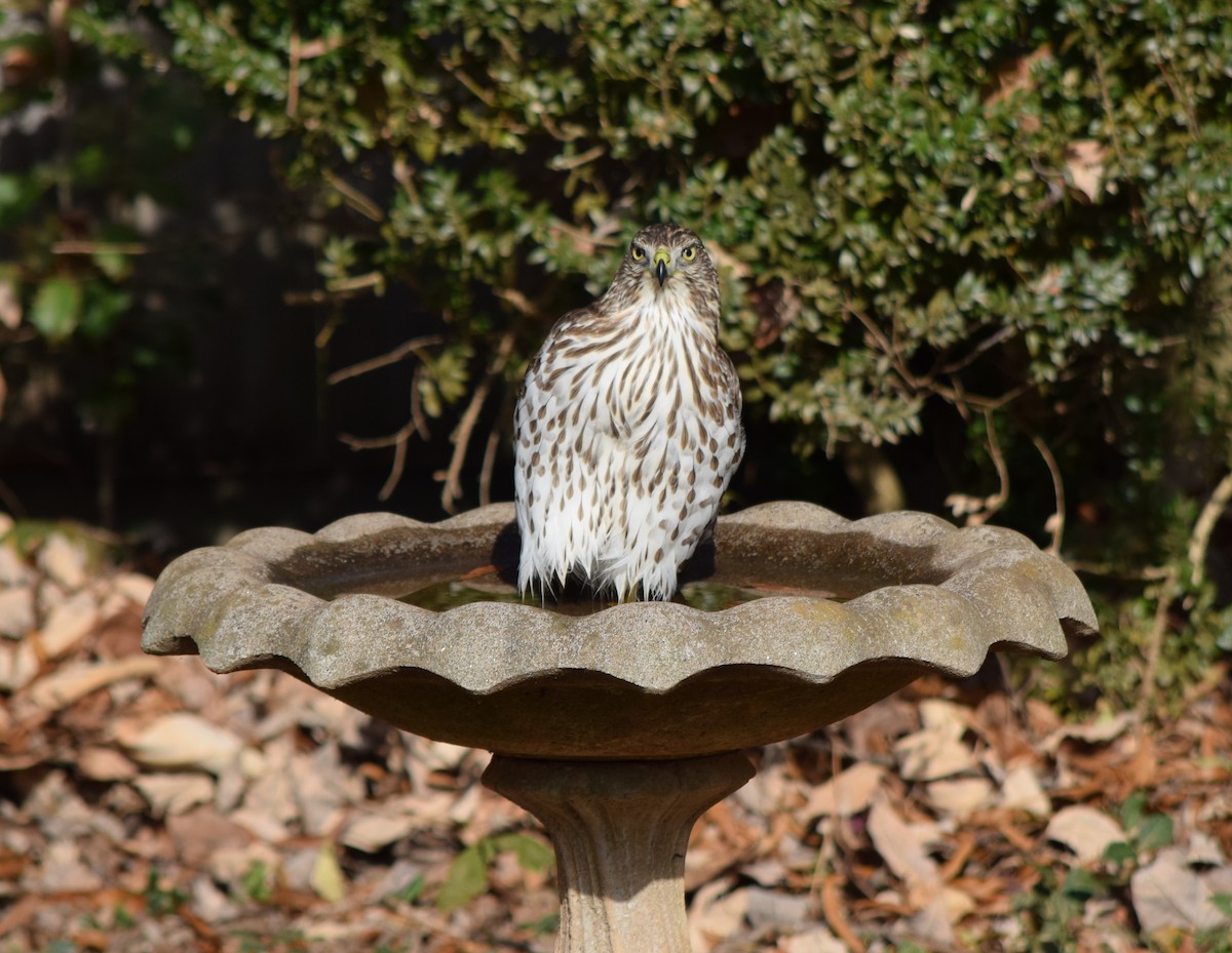 Cooper's Hawk - ML645592475