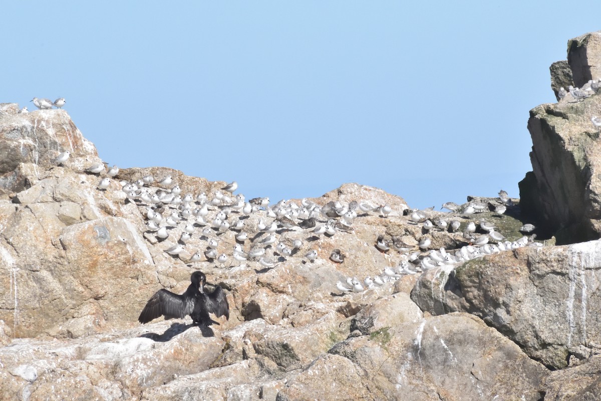 Txirri zuria - ML645592478