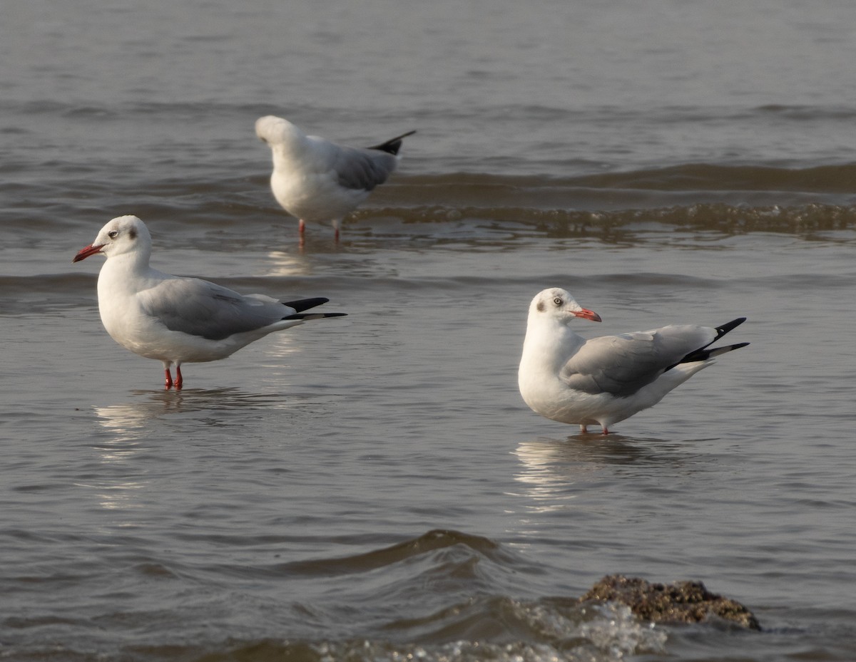 racek hnědohlavý - ML645592479