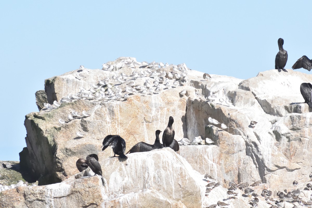 Txirri zuria - ML645592480