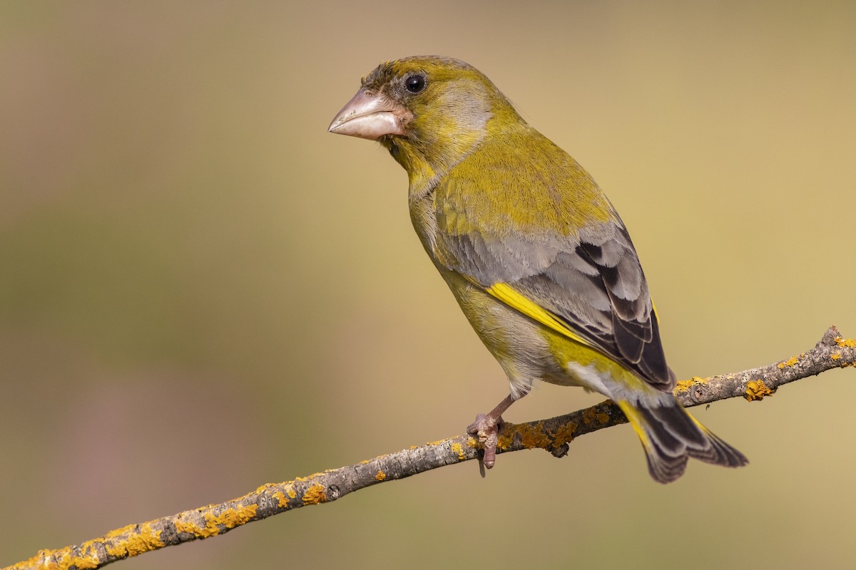 European Greenfinch - ML645592483