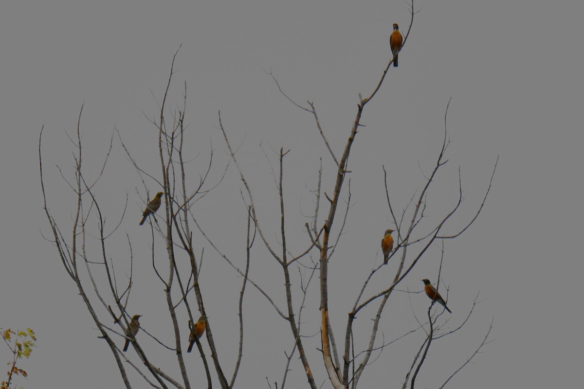 Странствующий дрозд - ML645592485