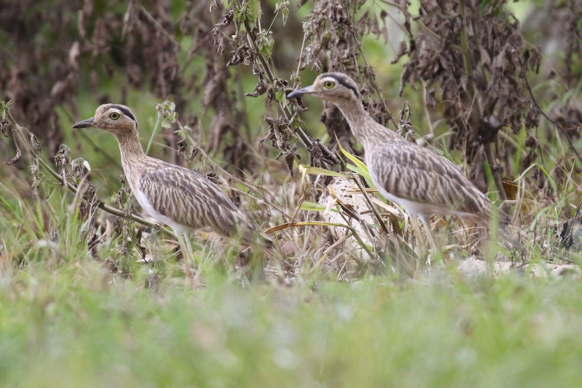 Kaşlı Kocagöz - ML645592492