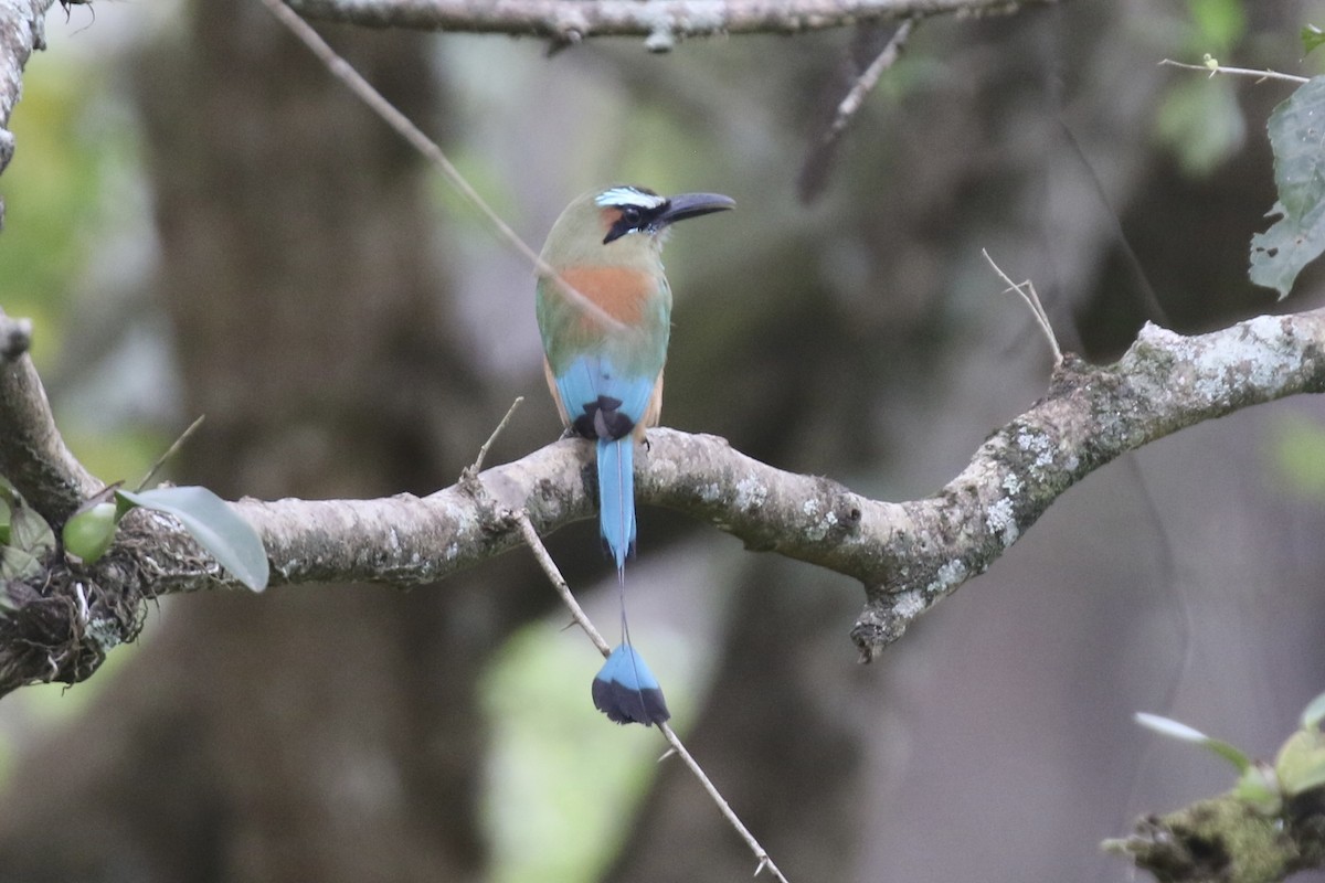 Момот рудочеревий - ML645592502