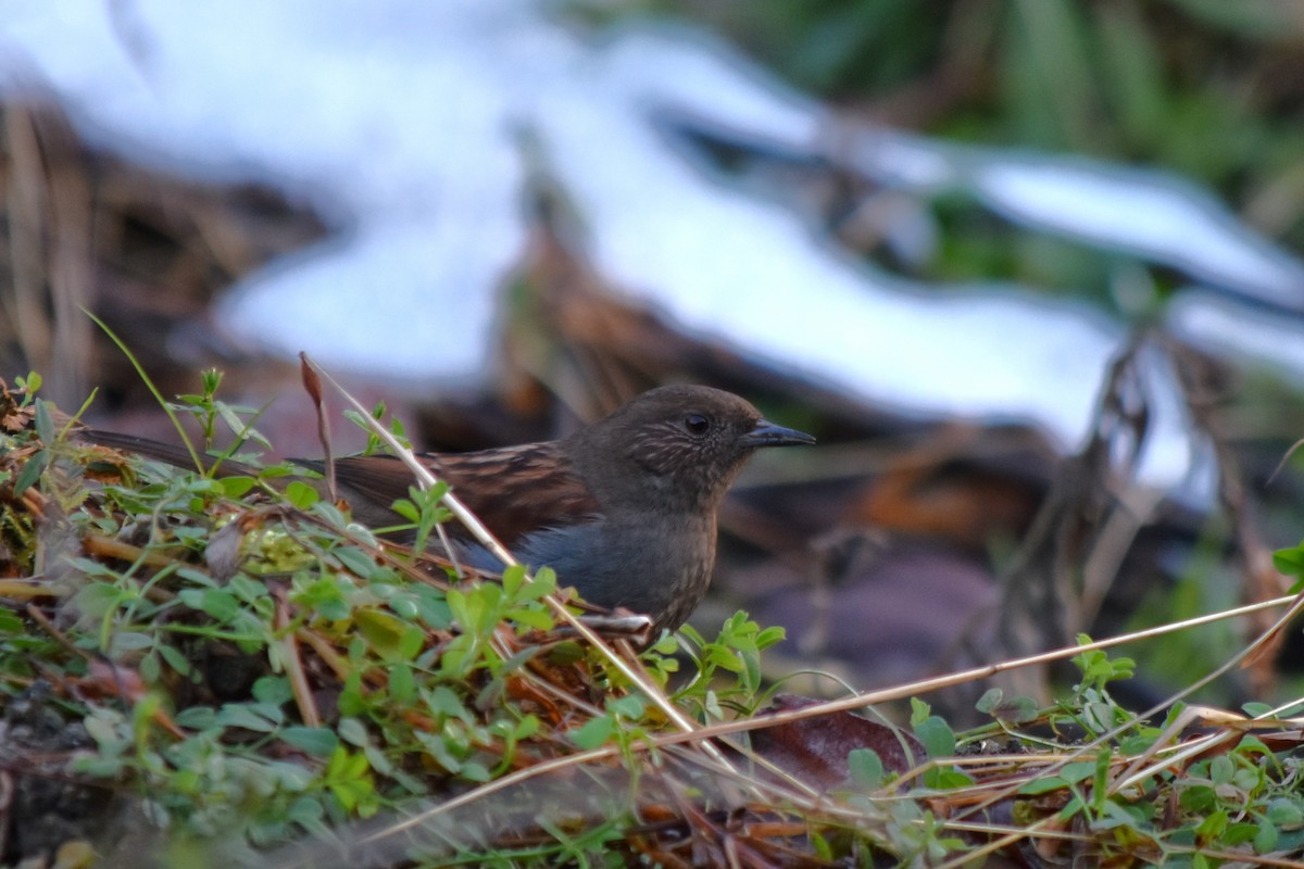 Japanese Accentor - ML645592505