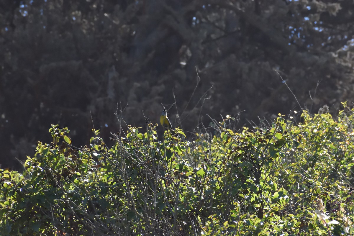 Gray-hooded Sierra Finch - ML645592509