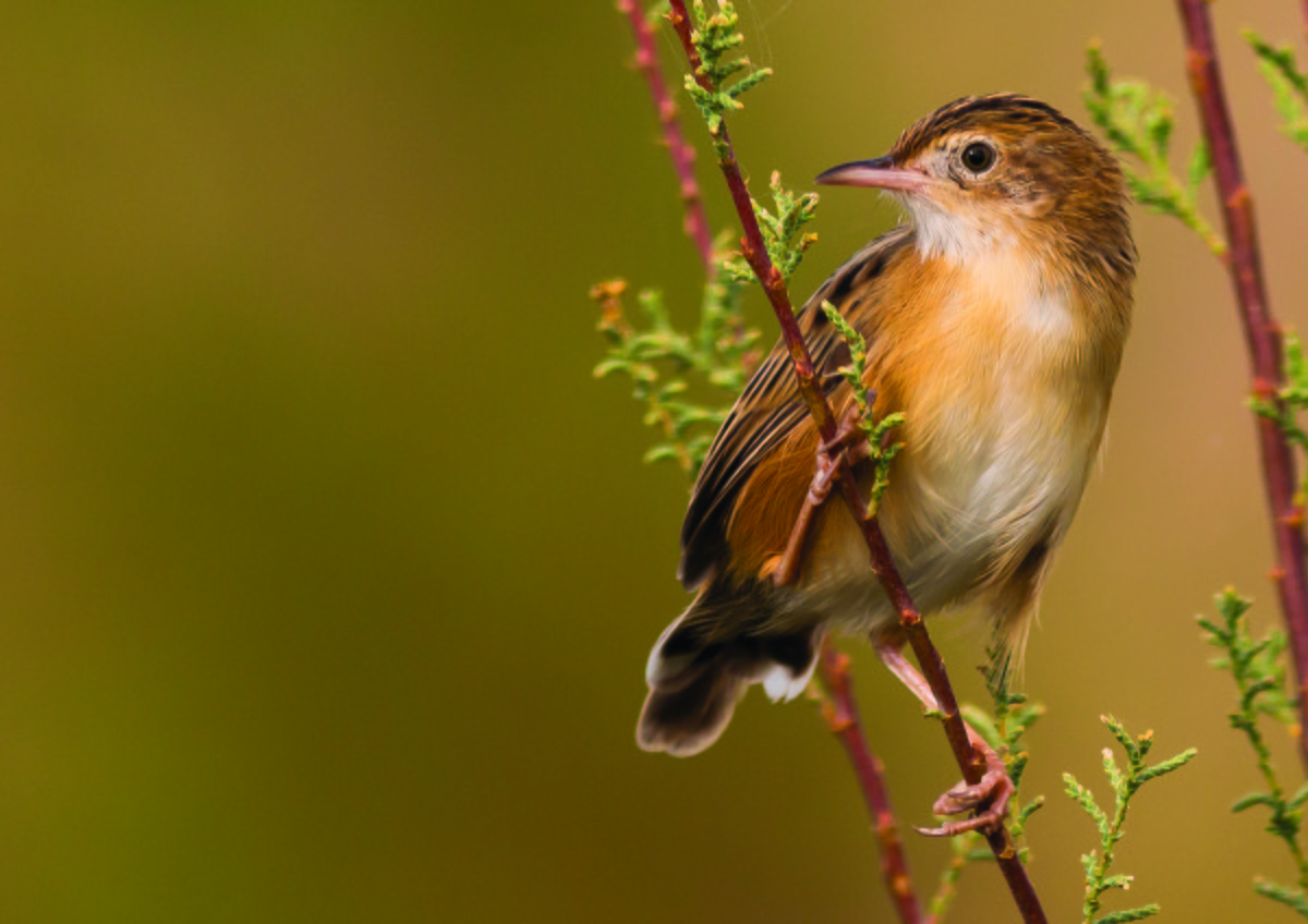 Zitting Cisticola - ML645592511