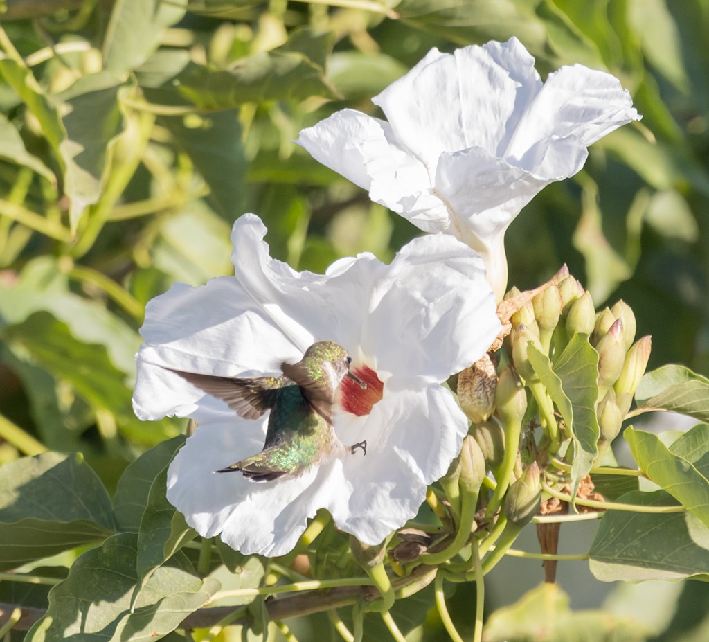 Колібрі рубіновогорлий - ML645592517