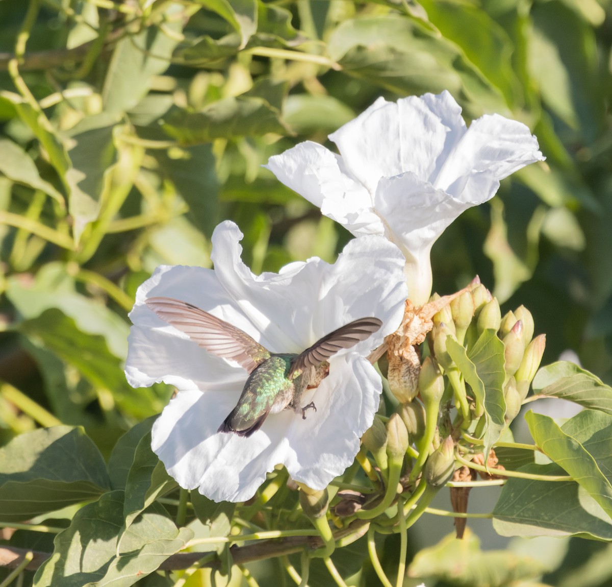 Колібрі рубіновогорлий - ML645592518