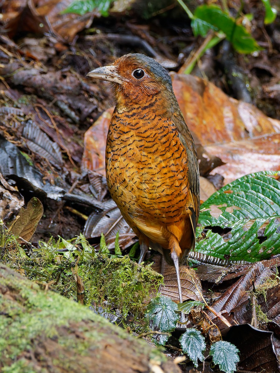 Giant Antpitta - ML645592519