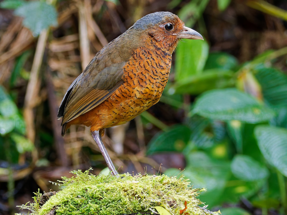 Giant Antpitta - ML645592520