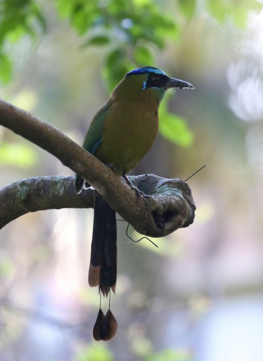 Lesson's Motmot - ML645592521