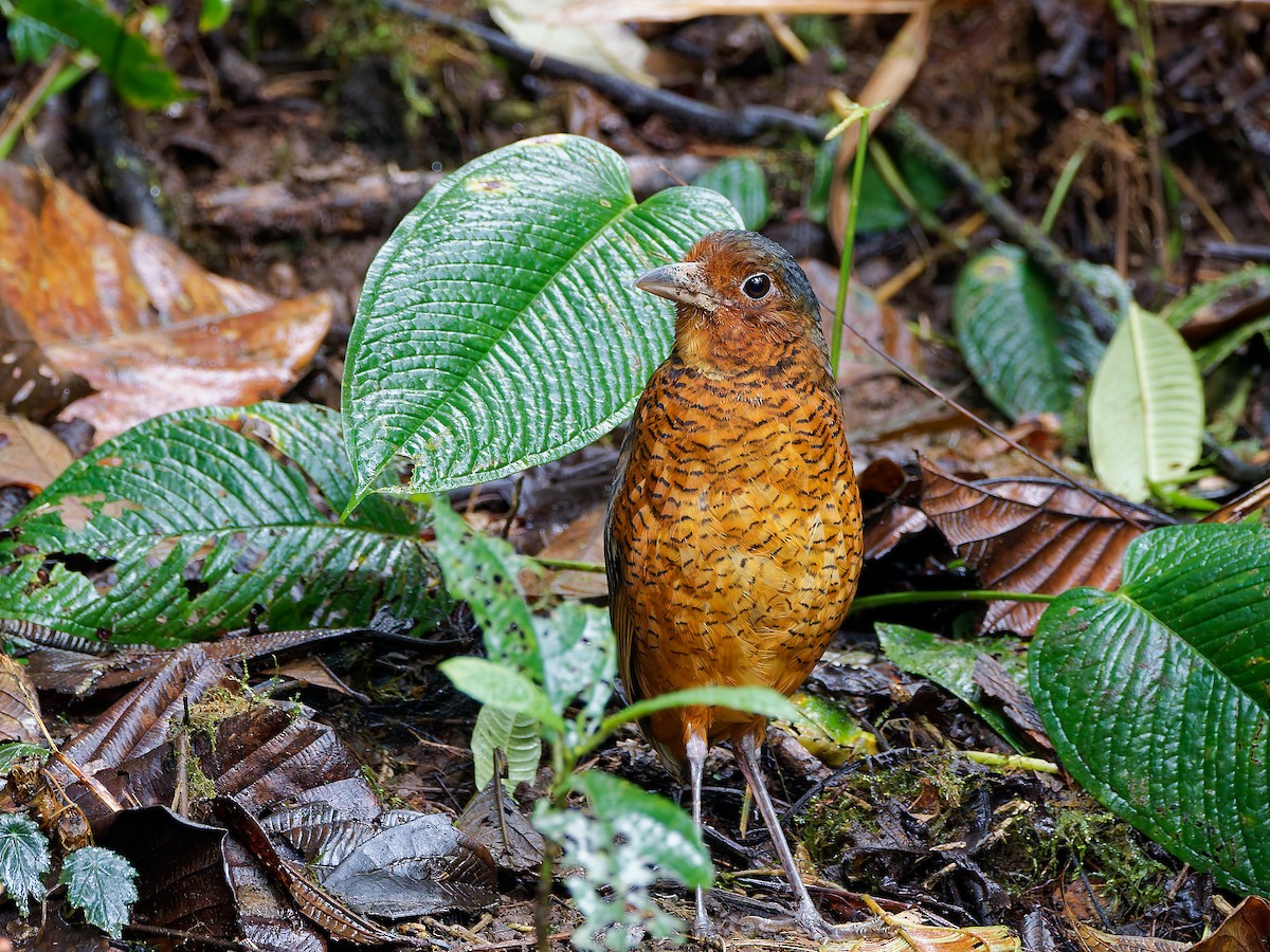 Giant Antpitta - ML645592524