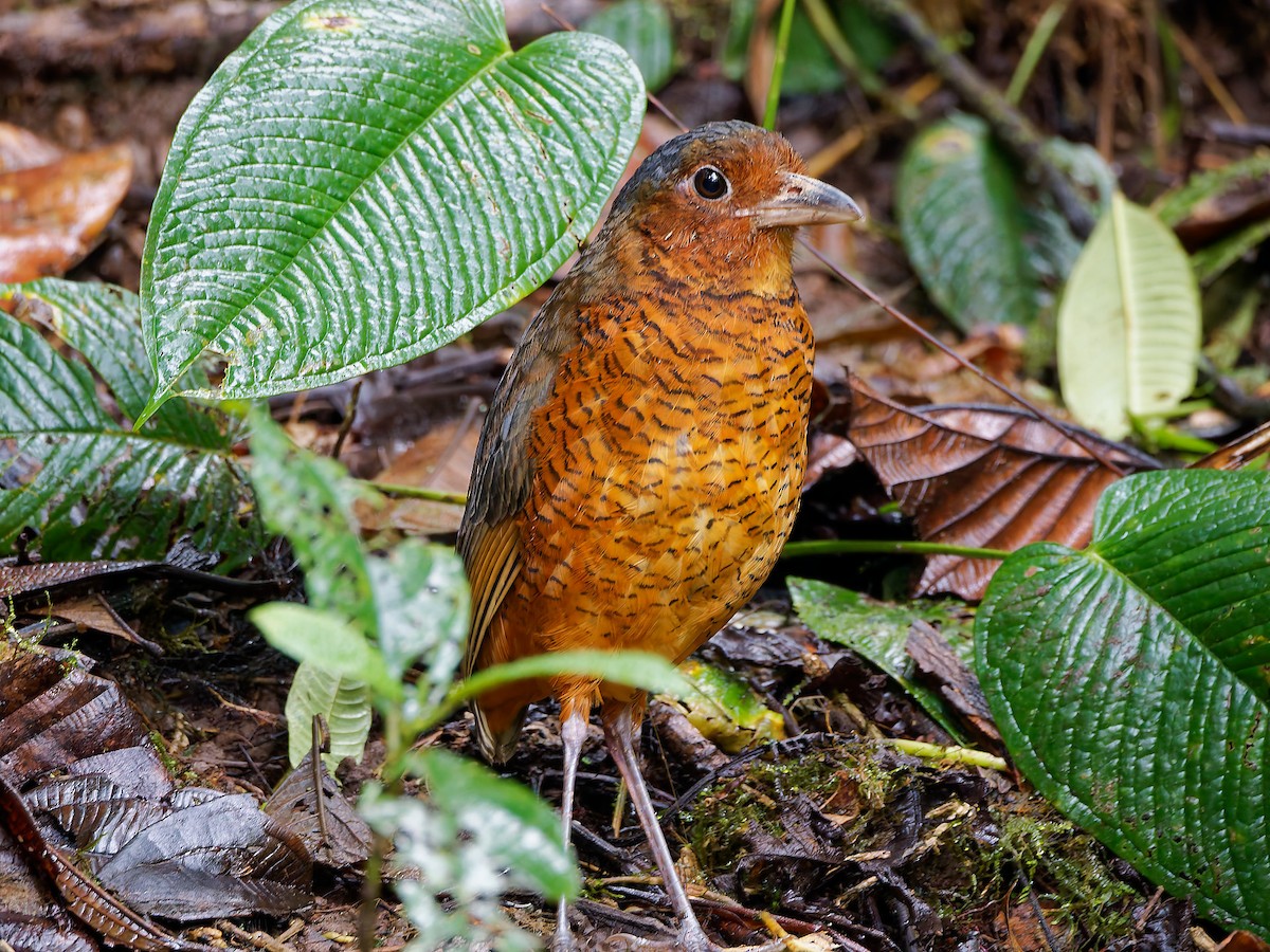 Giant Antpitta - ML645592526