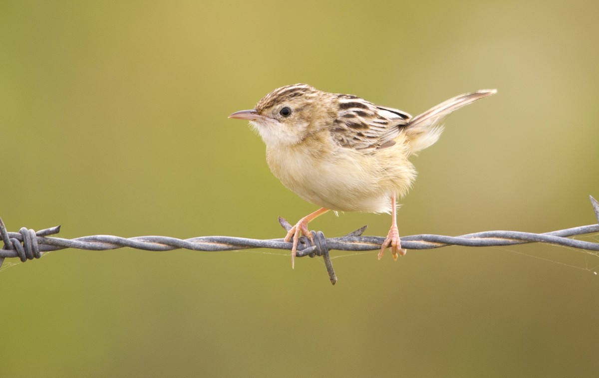 Zitting Cisticola - ML645592530