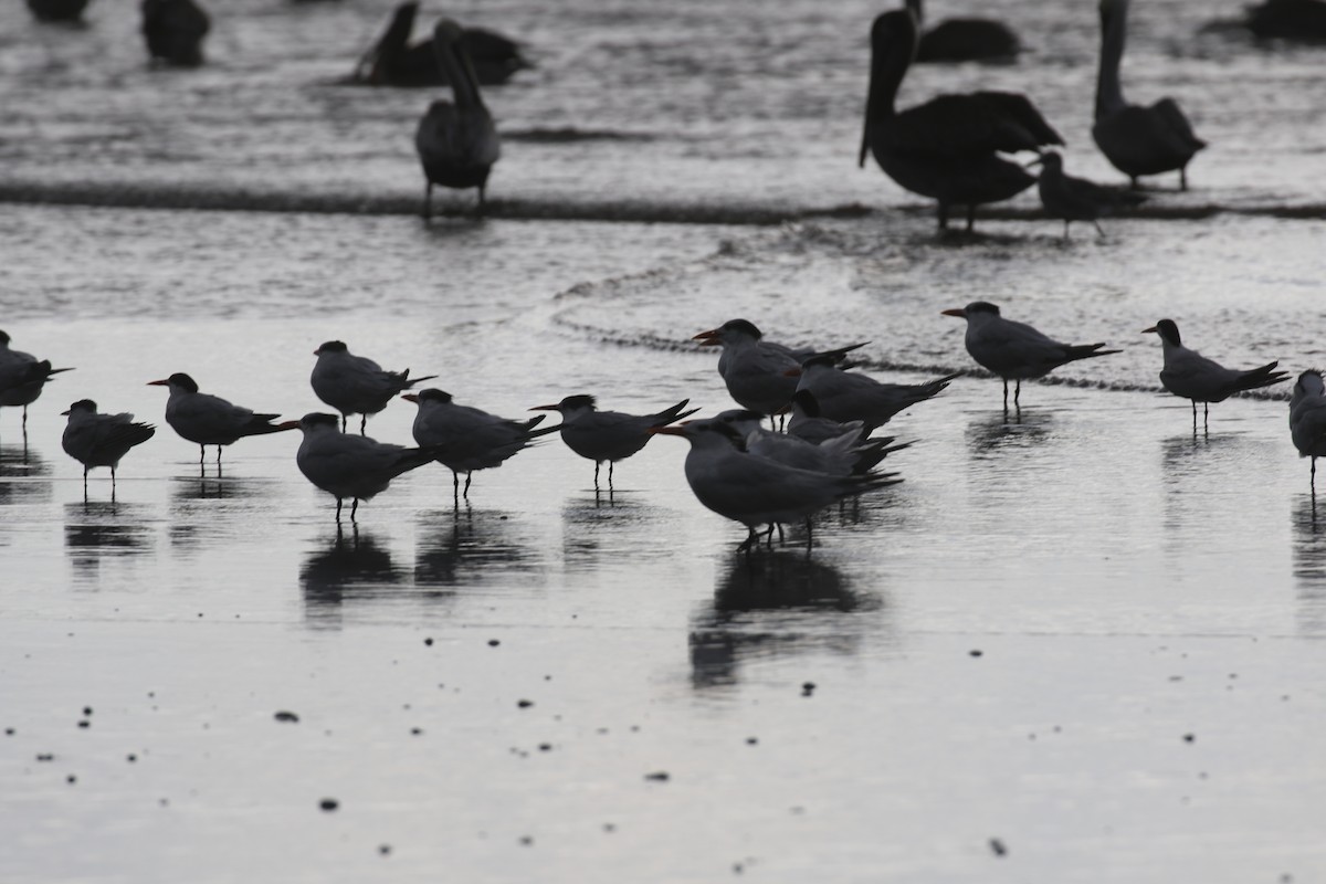 Elegant Tern - ML645592536