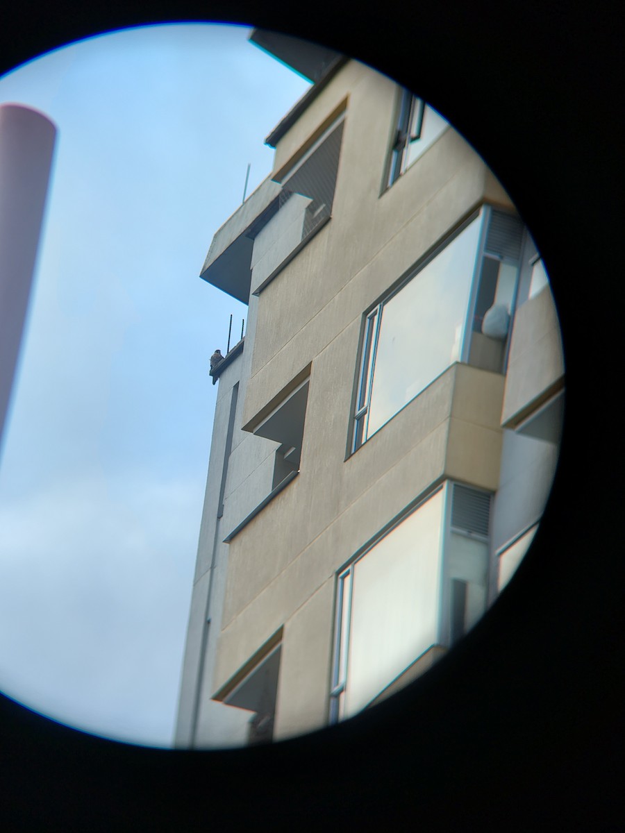 Peregrine Falcon - ML645592542