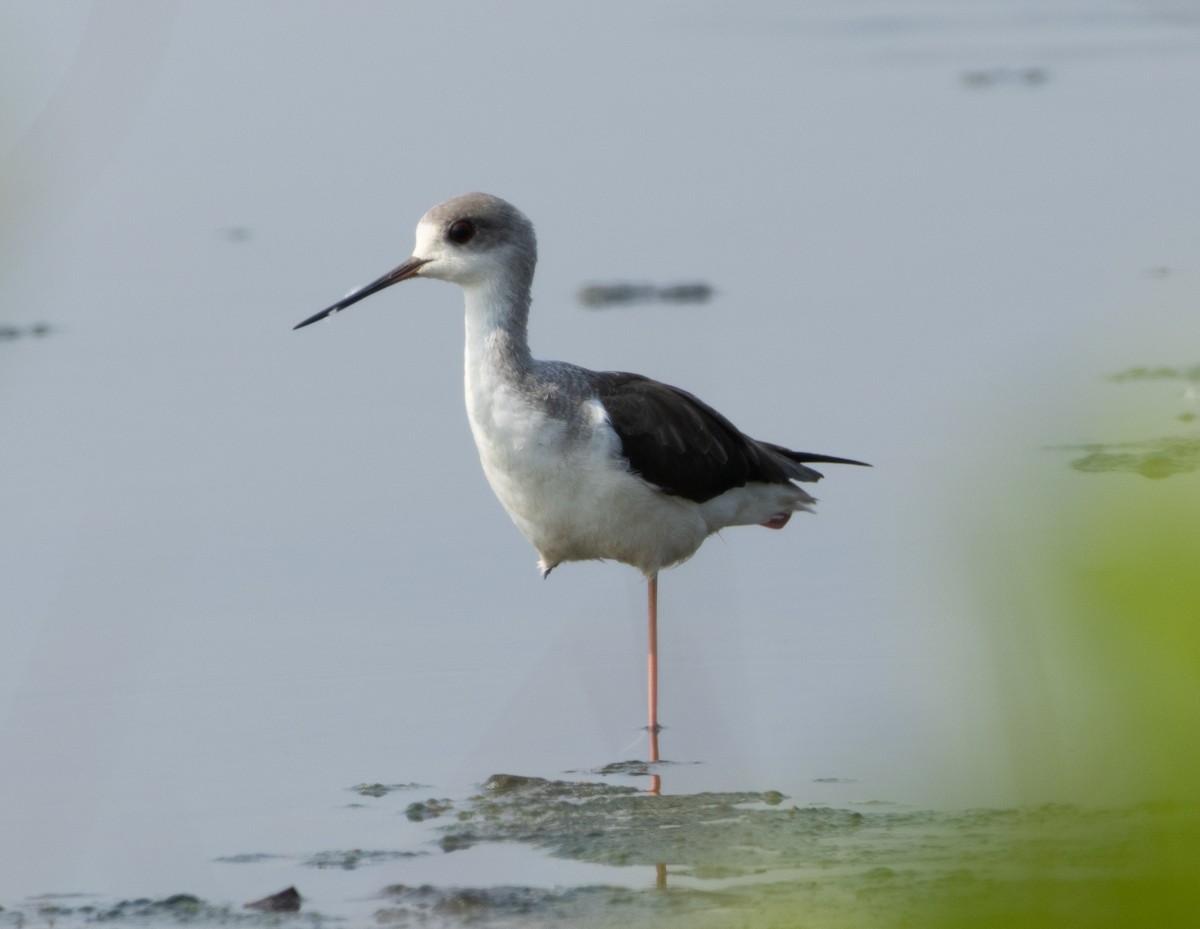 Zankaluze eurasiarra - ML645592547