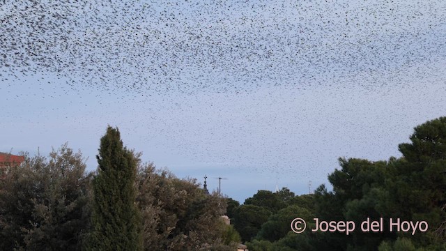 European Starling - ML645592549