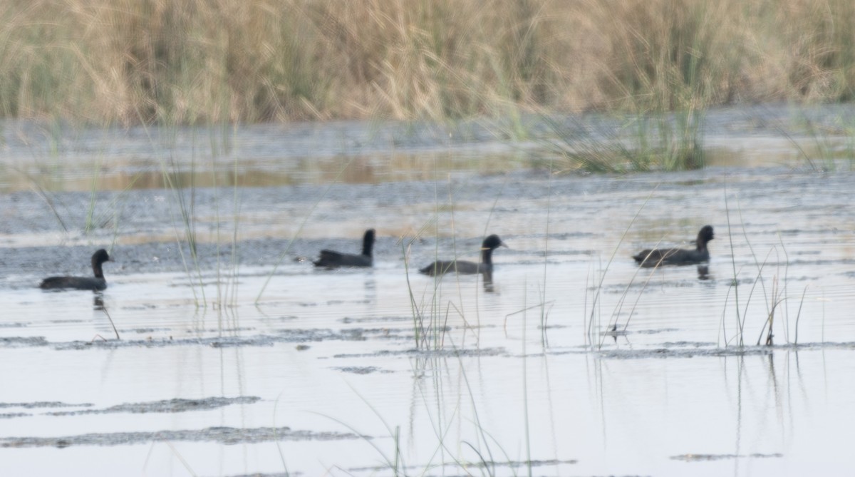 Eurasian Coot - ML645592550