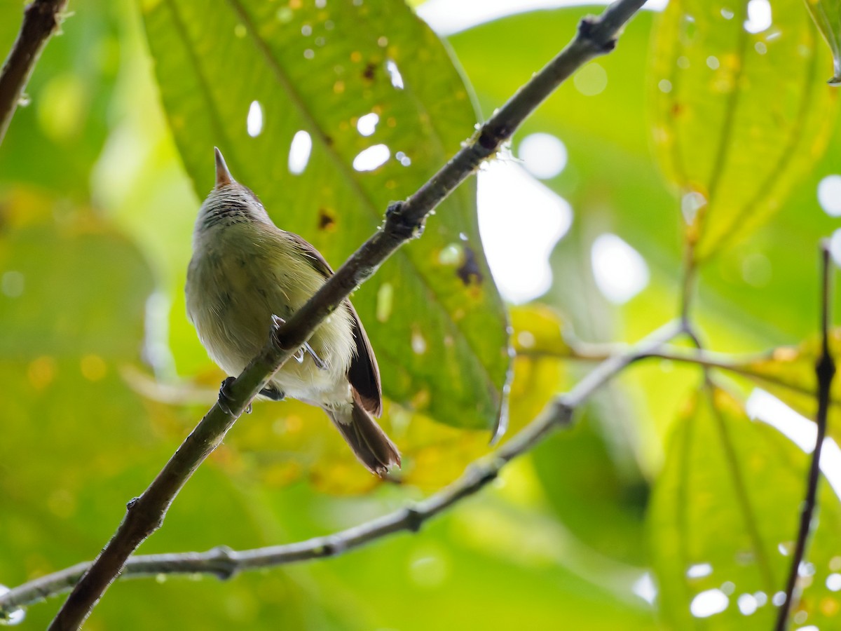 Brown-capped Vireo - ML645592552
