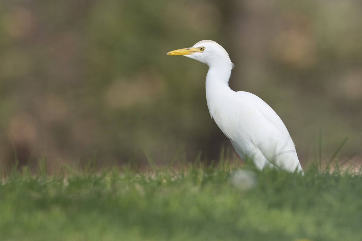 Western Cattle-Egret - ML645592553