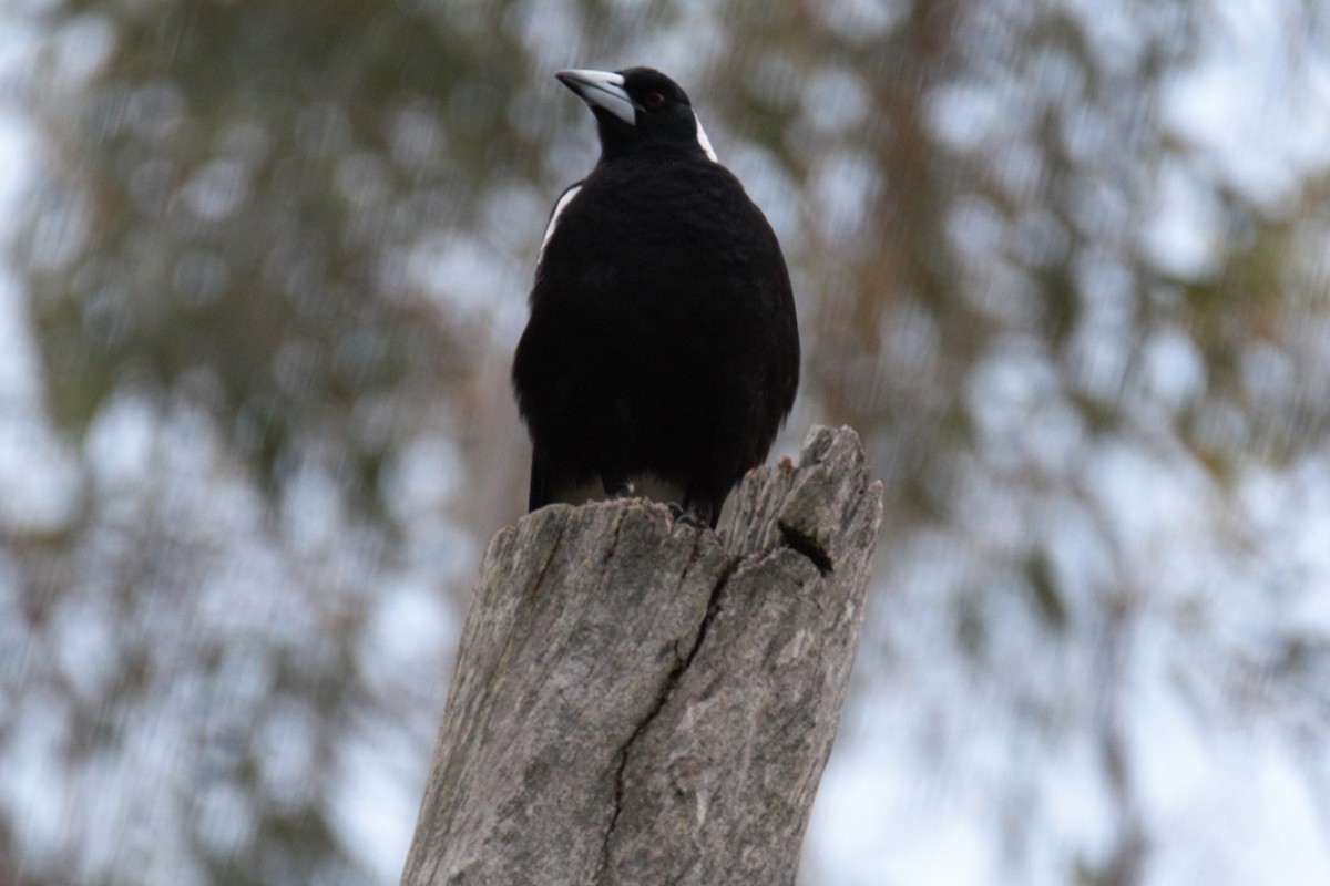 Australian Magpie - ML645592554