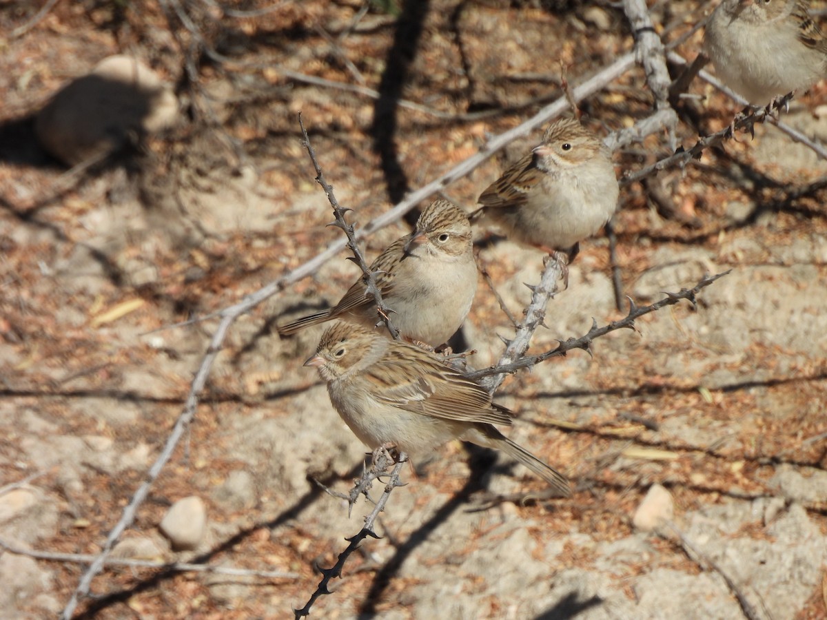Brewer's Sparrow - ML645592555