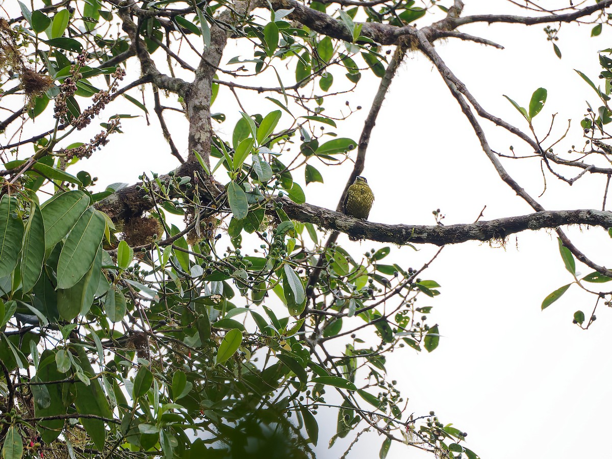 Scaled Fruiteater - ML645592556